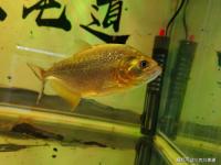 “八字水旺能不能养鱼