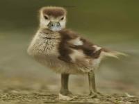 “八字喜金的动物-八字喜金的名字有