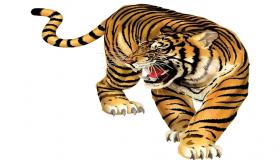 “盘点敢于挺身而出勇敢的动物生肖！