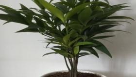 “竹柏树在风水学中的作用