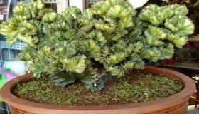 “风水植物辟邪挡邪