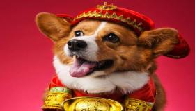 “属狗的人如何选择手机尾号