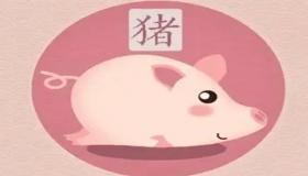 “属猪的人不能用什么数字？