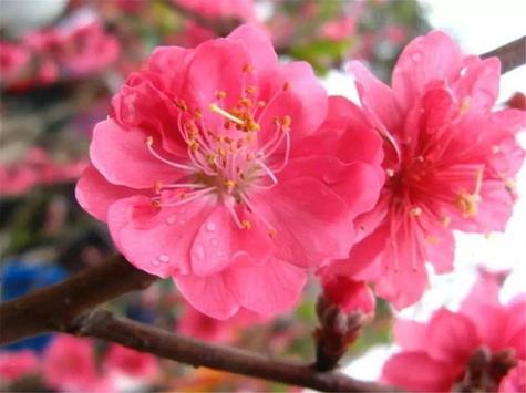 “八字日坐桃花为喜用