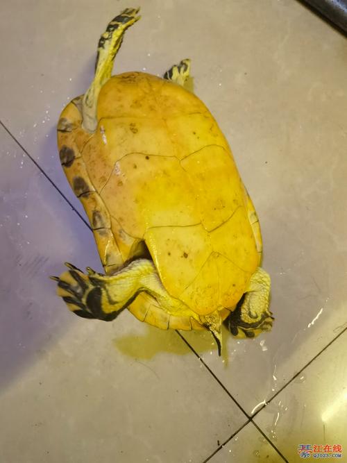 “八字喜火养什么龟好