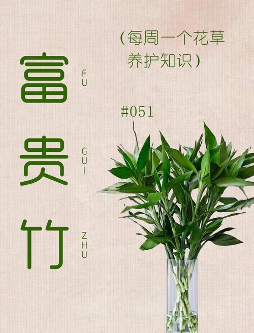 “八字水多命可养富贵竹吗