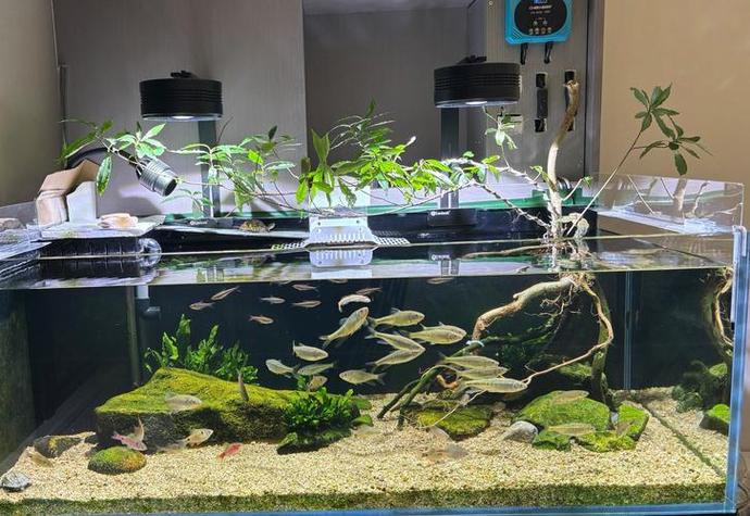 “八字土多可以养鱼吗