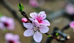 “紫微斗数岁建是什么意思？岁建星入财