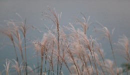 “两个人出生于寅时辰和丑时辰的相配